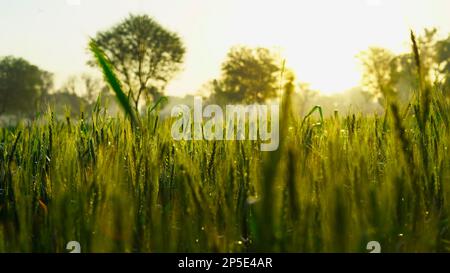Champ de blé vert avec gouttes de rosée sur les feuilles le matin d'hiver. le soleil raque sur un champ de blé mûrissant. Paysage. Concept de cultures rurales au Rajasthan, je Banque D'Images
