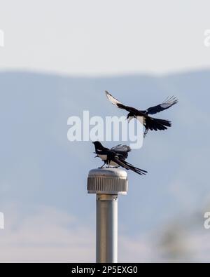 Des Magpies à bec noir volent et se battent au-dessus du toit d'un voisin. Banque D'Images