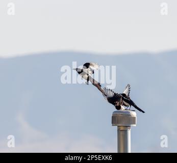 Des Magpies à bec noir volent et se battent au-dessus du toit d'un voisin. Banque D'Images