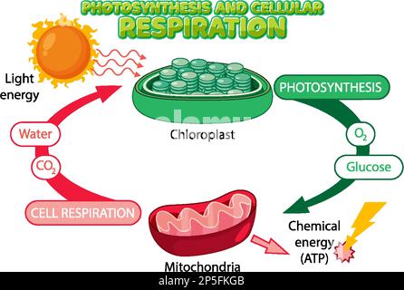 Illustration du schéma de photosynthèse et de respiration cellulaire Illustration de Vecteur