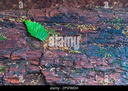Une feuille verte sur une bûche humide tombée au parc national Oswald West Banque D'Images