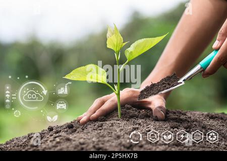 Les arbres poussent entre les mains humaines. Plantation manuelle d'arbres avec la technologie des ressources renouvelables pour réduire la pollution ESG icône concept en main pour l'environnement, Banque D'Images