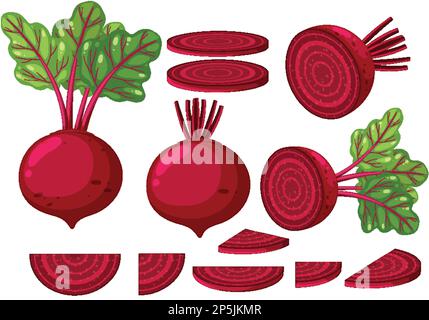 Illustration de l'ensemble de betteraves sous différentes formes Illustration de Vecteur