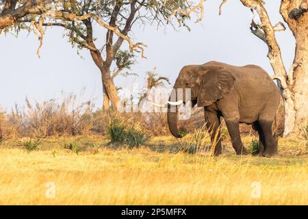 Photo en téléobjectif d'un éléphant d'Afrique -Loxodonta Africana- pageant sur les rives de l'Okavango, dans le delta de l'Okavango, au Botswana, autour du coucher du soleil. Banque D'Images