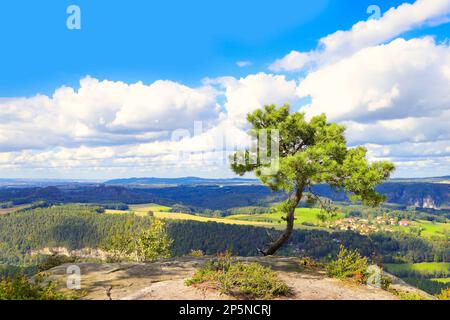 Météo pin sur la montagne Lilienstein, Suisse saxonne - Allemagne Banque D'Images