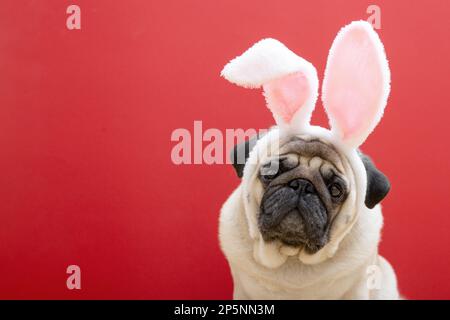 Chien en forme de chien beige avec oreilles de lapin sur fond rouge. Concept de Pâques. Le concept de carnaval, fête de costume, Halloween. copyspace. Banque D'Images