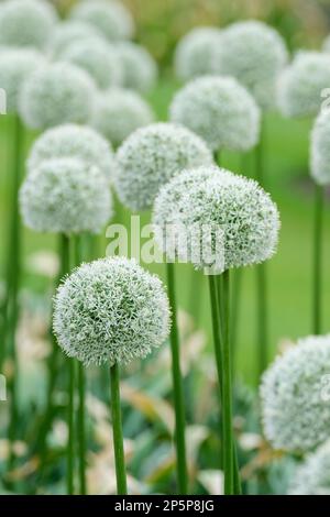 Allium Mount Everest, Allium stipitatum Mount Everest, oignon ornemental, fleurs blanches en forme d'étoile dans des balles étroitement emballées Banque D'Images