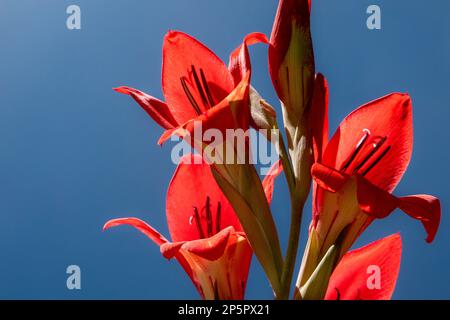 Une fleur de gladiolus rouge contre le ciel bleu avec des rayons de soleil et des reflets de lentille Banque D'Images