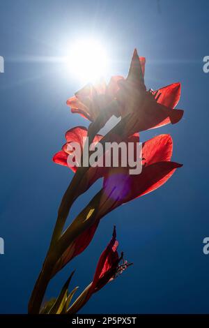 Une fleur de gladiolus rouge contre le ciel bleu avec des rayons de soleil et des reflets de lentille Banque D'Images