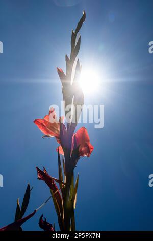 Une fleur de gladiolus rouge contre le ciel bleu avec des rayons de soleil et des reflets de lentille Banque D'Images