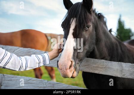 Femme à cheval beau cheval près d'une clôture en bois à l'extérieur, à proximité. Bel animal domestique Banque D'Images