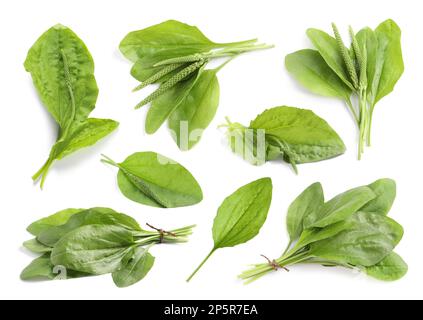 Décor avec plantes plantain à feuilles larges fraîches sur fond blanc Banque D'Images