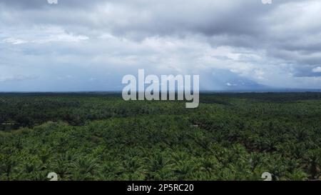Sur le chemin de la maison de ma grand-mère, j'ai volé le drone dji dans une plantation de palmiers à huile Banque D'Images