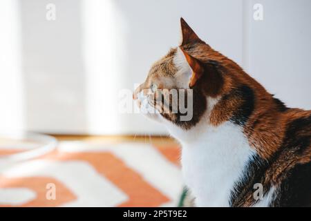 Beau profil d'un curieux tricolore mignon chat dans le salon regardant quelque chose de très intéressant Banque D'Images