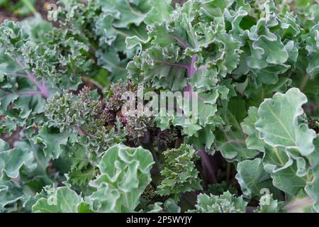 Crambe maritima, kale de mer, herbacée vivace, lobé, feuilles bleu-vert à bords ondulés, Banque D'Images