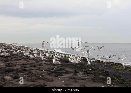 Le Goéland argenté européen (Larus argentatus) est un grand Goéland. Un des plus connus de tous les goélands le long des rives de l'Europe occidentale, il était autrefois abund Banque D'Images