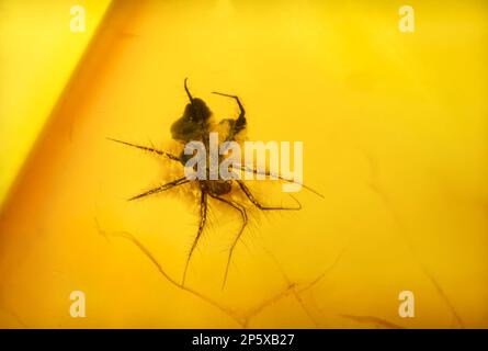 Petite araignée préhistorique conservée dans l'Ambre Baltique - de Lituanie Banque D'Images