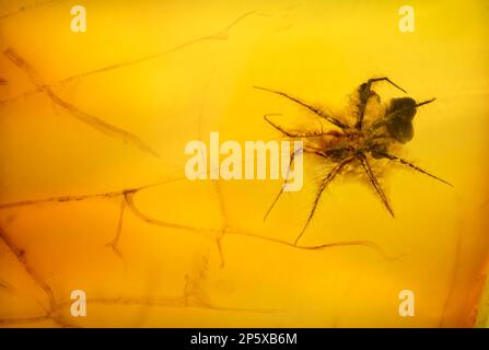Petite araignée préhistorique conservée dans l'Ambre Baltique - de Lituanie Banque D'Images