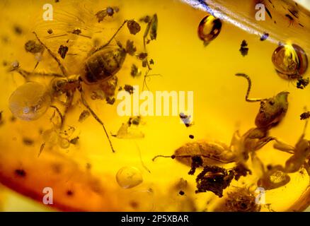 Fourmis préhistoriques conservés dans l'ambre Baltique - de Lituanie Banque D'Images