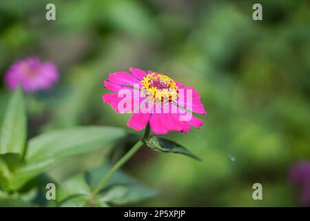 De beaux pétales de tournesol rose (Helianthus annuus) poussent dans un jardin, en gros angle, avec un arrière-plan flou Banque D'Images