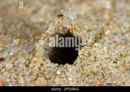 Araignée d'ours de sable, araignée de loup d'ours de sable (Arctosa perita), terrier dans le sable Banque D'Images