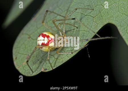 Araignée rouge et blanche, araignée commune à rayures de bonbons, araignée à pattes de peigne (Enoplognatha ovata, Enoplognatha lineata, Theridion redimitum), sur une feuille, Banque D'Images