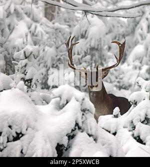 Cerf de Virginie (Dama dama, Cervus dama), cerf de Virginie debout dans une forêt d'hiver enneigée, Allemagne Banque D'Images