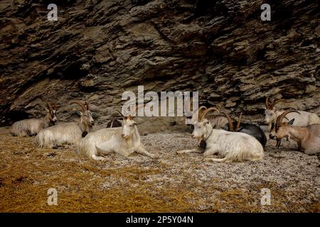 Chèvres sauvages, dormant le long de la route en Norvège aux fjords, montagnes et autres beaux miracles de la nature Banque D'Images