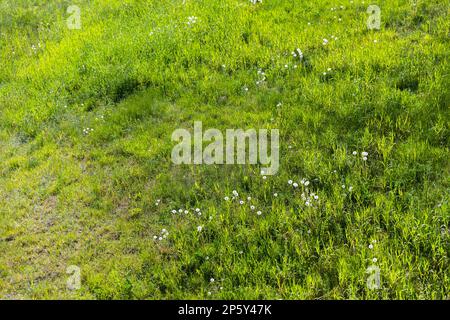 Pelouse d'été avec fleurs de pissenlit moelleuses par temps ensoleillé. Arrière-plan photo naturel Banque D'Images