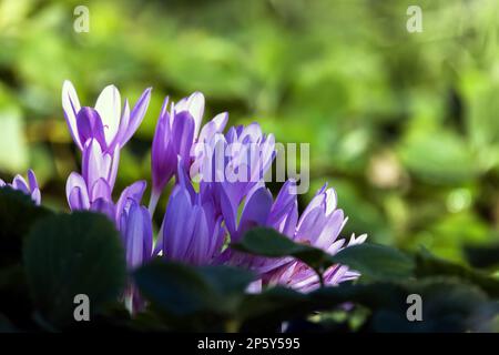 Le crocus fleurit par temps ensoleillé, photo macro avec mise au point douce sélective Banque D'Images