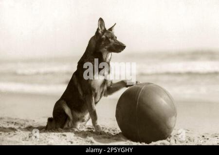 RIN TIN TIN (1918-1932) chien de berger allemand qui a paru dans 27 films hollywoodiens Banque D'Images