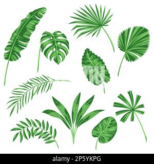 Ensemble de feuilles de palmier stylisées. Image du feuillage et des plantes tropicales. Illustration de Vecteur