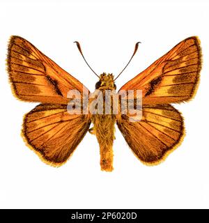 Grand skipper (Ochlodes sylvanus) papillon sur fond blanc Banque D'Images