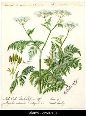 Eau-Dropwort ou Hemlock (Oenanthe crocata), William Catto (Aberdeen, Écosse, 1843 - 1927) 1915 Banque D'Images