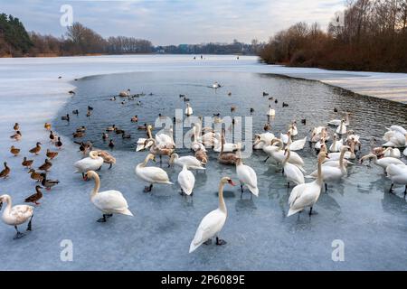 Un troupeau d'oiseaux, de cygnes et de canards sur un lac gelé Banque D'Images