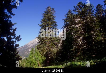 PIN noir (Pinus uncinata), près de l'Estany de Sant Maurici, lac Sant Maurici, Aigüestortes i Estany de Sant Maurici, Pyrénées, Lleida prov Banque D'Images