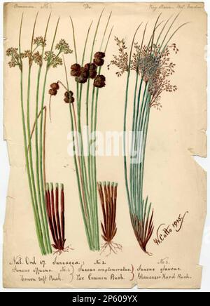 Courant de pointe mou, courant de pointe, glaucus ou courant de pointe dur (Juncus effisus, Juncus conglomératus, Juncus glaucus), William Catto (Aberdeen, Écosse, 1843 - 1927) 1915 Banque D'Images