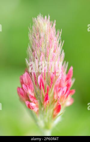 Une fleur rose pâle de Trifolium incarnatum sur fond vert. Banque D'Images