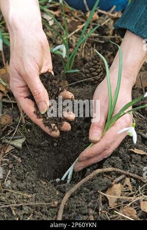 Plantation de gouttes de neige dans le vert Banque D'Images