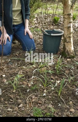 Plantation de gouttes de neige dans le vert Banque D'Images