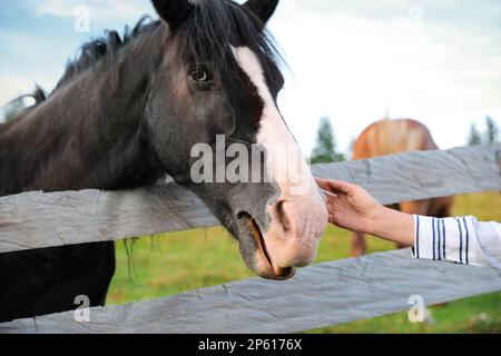 Femme à cheval beau cheval près d'une clôture en bois à l'extérieur, à proximité. Bel animal domestique Banque D'Images