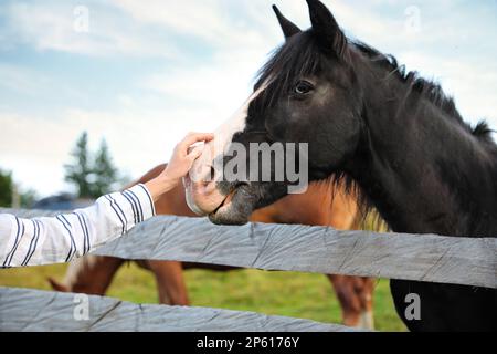 Femme à cheval beau cheval près d'une clôture en bois à l'extérieur, à proximité. Bel animal domestique Banque D'Images