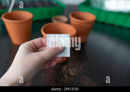 Planter des graines de persil dans une terre cuite. Banque D'Images