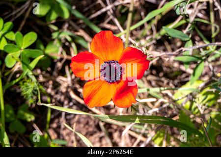 Fleurs d'anémones sauvages rouges au milieu de l'herbe verte Banque D'Images