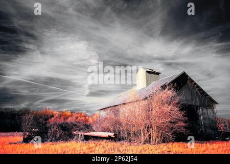 Scène de la fin de l'hiver d'une grange qui est tombée hors d'usage et qui est entourée de broussailles et d'arbres. Un ciel noir et blanc contrasté est au-dessus. Banque D'Images