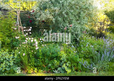 jardin de cottage parfaitement planté frontière de fleurs avec clôture en bois et saule pleureux Banque D'Images