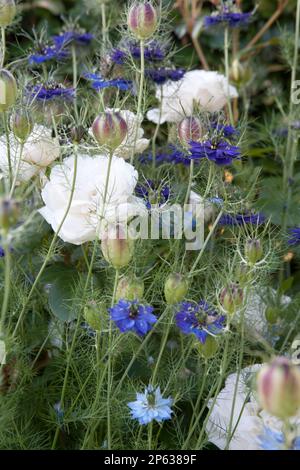 Rose arbuste blanc délicat au milieu de l'amour-dans-un-brouillard (Nigella damascena) Banque D'Images