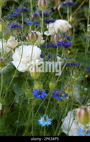 Rose arbuste blanc délicat au milieu de l'amour-dans-un-brouillard (Nigella damascena) Banque D'Images