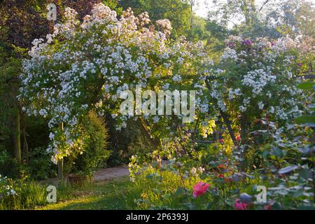 Magnifique exposition de roses grimpantes blanches 'Iceberg' orne cette pergola en bois, baignée de lumière du soleil en fin de soirée Banque D'Images