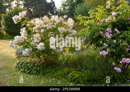 Superbe exposition de roses blanches dans une bordure de fleur informelle Banque D'Images